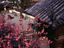 Spring blossoms and the rock garden at "Koumyouzenji", one of the oldest temples of Rinzaishu sect of Buddhism.