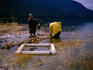 Chum salmon netting at Sitka Sound deep Inlet.
