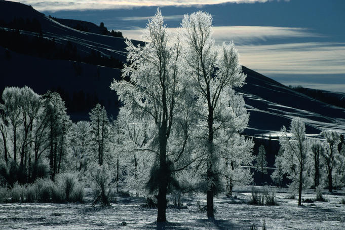 Frost on trees in Lamar Valley.