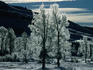 Frost on trees in Lamar Valley.