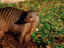 A mongoose