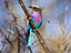 Lilc Breasted Roller, Zimbabwe