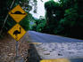 Speed humps force motorists to slow down in Cassowary territory, Daintree National Park.