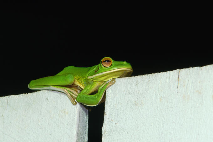 Sleeping green tree frog, a common visitor to homes in Cairns.