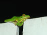 Sleeping green tree frog, a common visitor to homes in Cairns.
