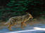 Coyote, Yosemite National Park