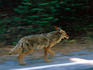 Coyote on the go in the Yosemite National Park.