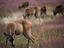 Herd of deers, Redwood National Park