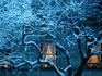 Windows and snowy tree branches on Commonwealth Avenue in Back Bay area.