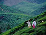 Workers in hills of tea plantation.
