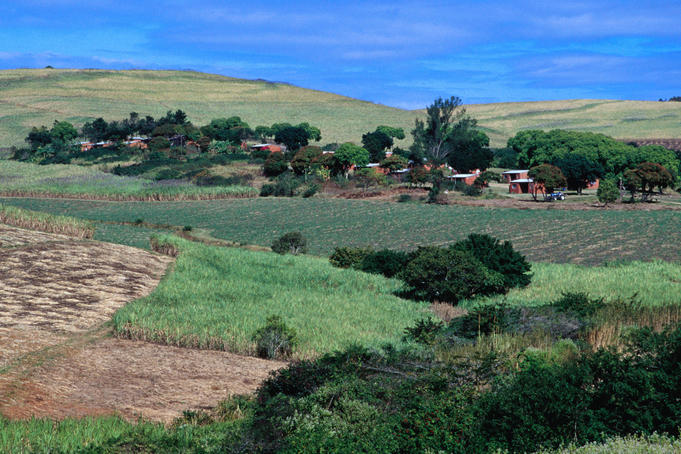 Cane fields and a village 80 kms north of Durban