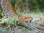 Image_15370-4