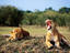 Image_15370-5