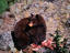 American Black Bear, Yellowstone National Park