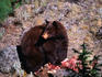 (Ursus americanus) American Black Bear.