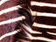 Zebra skin detail, Durban