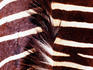Zebra skin detail.