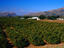 Orange orchards in Brits, South Africa