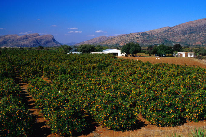 Orange orchards in Brits, an important agricultural area of South Africa