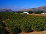 Orange orchards in Brits, an important agricultural area of South Africa