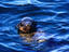 Cape fur seal peeking out of water.