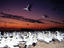 Cape gunnets at sunset, South Africa