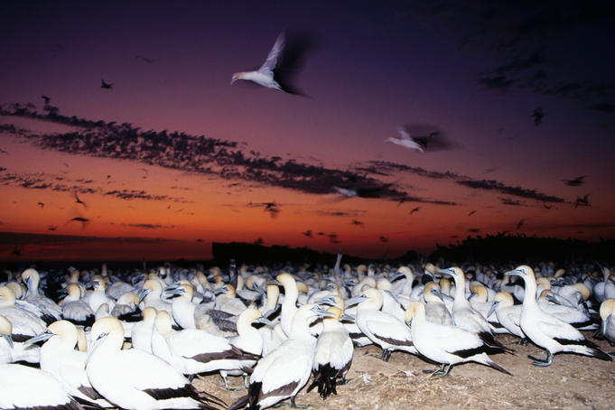 Cape gunnets at sunset.