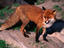 Image_15421-43