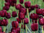 Tulip blooms, Ottawa
