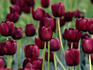 Tulip blooms
