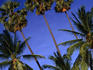 Palm trees on Ko Samui.