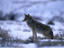 Image_15484-50