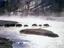 Bison and geese in Yellowstone National Park in winter.