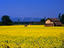 Thatched-roof house in Terai mustard field, near Royal Bardia National Park.