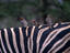 Image_15492-48