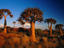 Quiver Trees, South Africa
