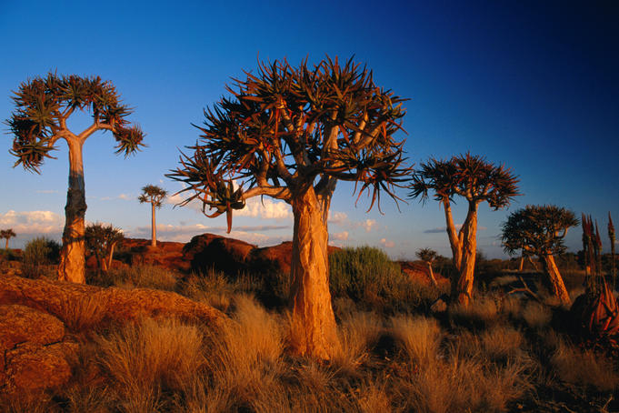 Quiver Trees.