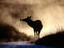 Chewing bone, Yellowstone National Park