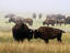 Bison in autumn rut.