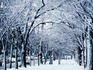 Commonwealth Avenue under snow.