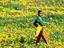 field of flowers, South Africa
