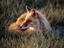 Red Fox (Vulpes vulpes), Alaska