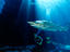 Diving with sharks in Cape Town's Two Oceans Aquarium.