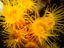 Small tube corals, Vetchies, Durban