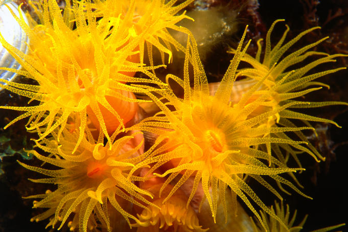 Small tube corals bloom at night, Vetchies in Durban.