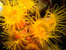 Small tube corals bloom at night, Vetchies in Durban.