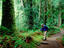 Marymere Falls trail, Olympic National Park
