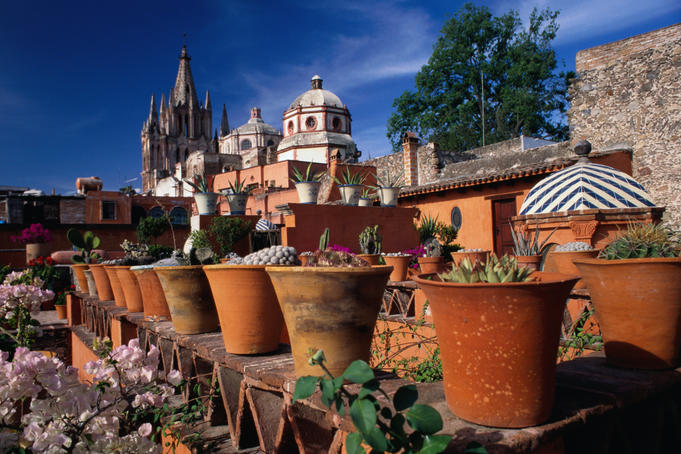 Pots of cacti.