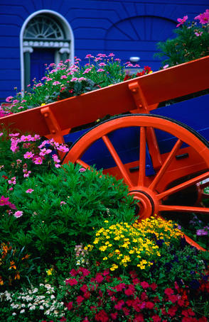 Laden flower cart.