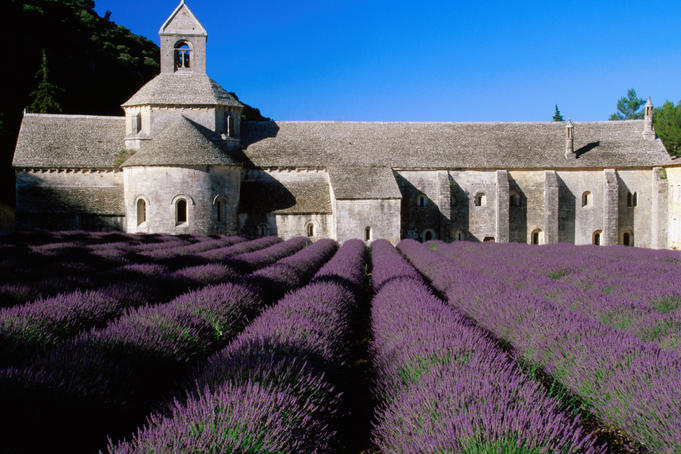 Lavender field at Abbey of Senanque.